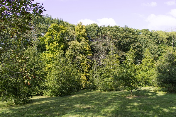Trees from the top of a hill